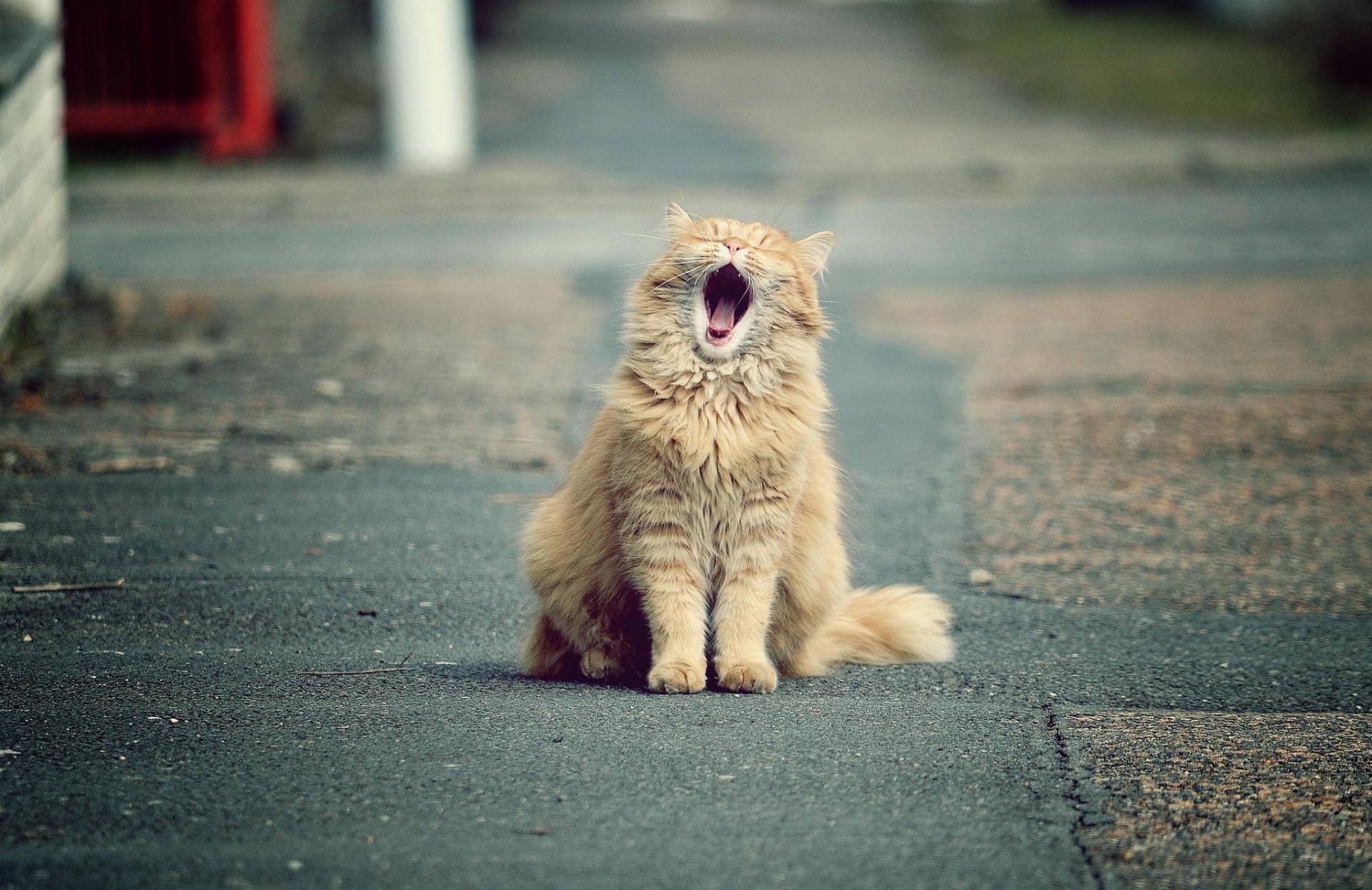 red yawns cat