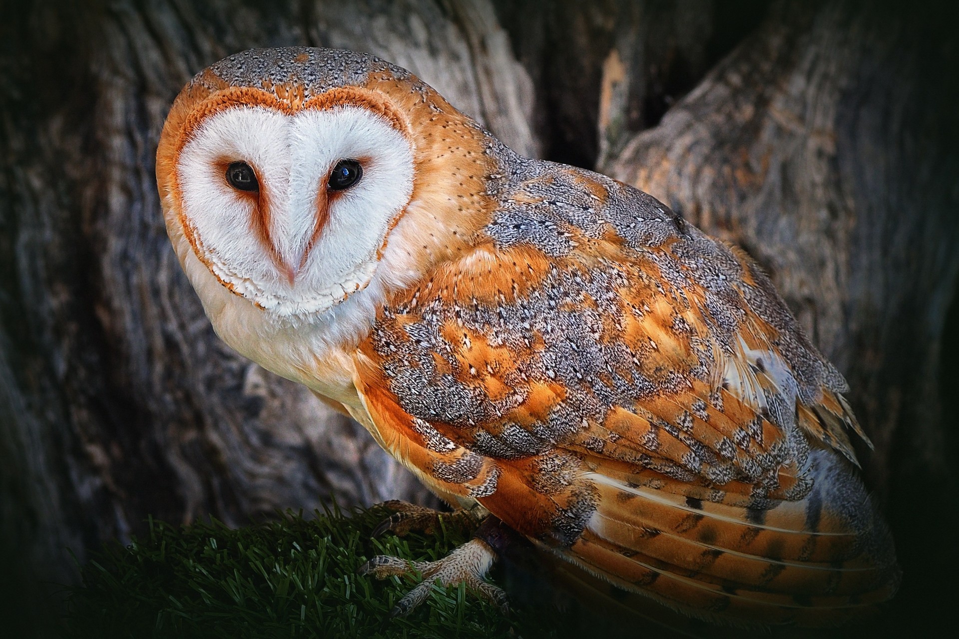 oiseaux hibou arbre