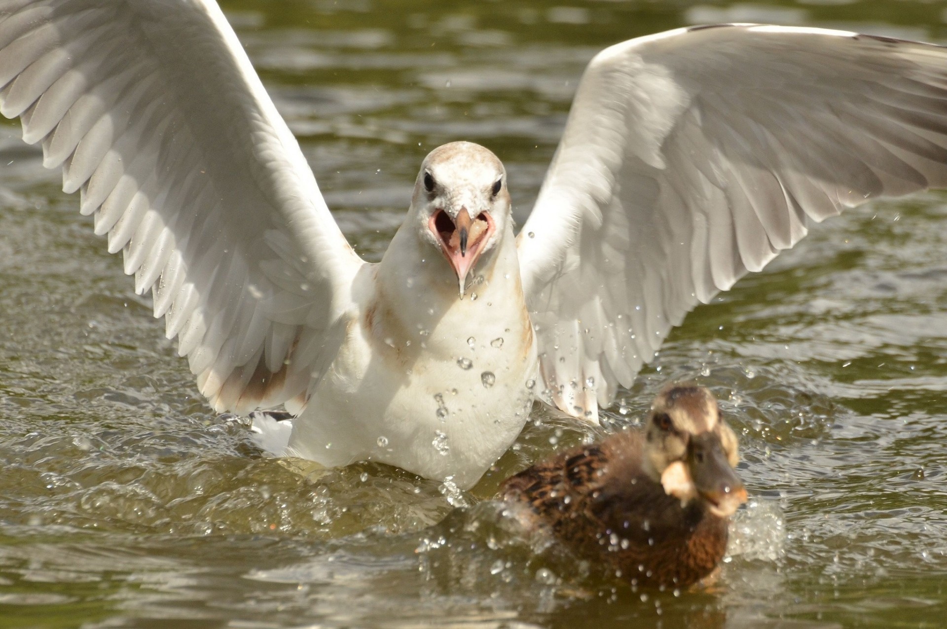 ente möwe jagd vögel