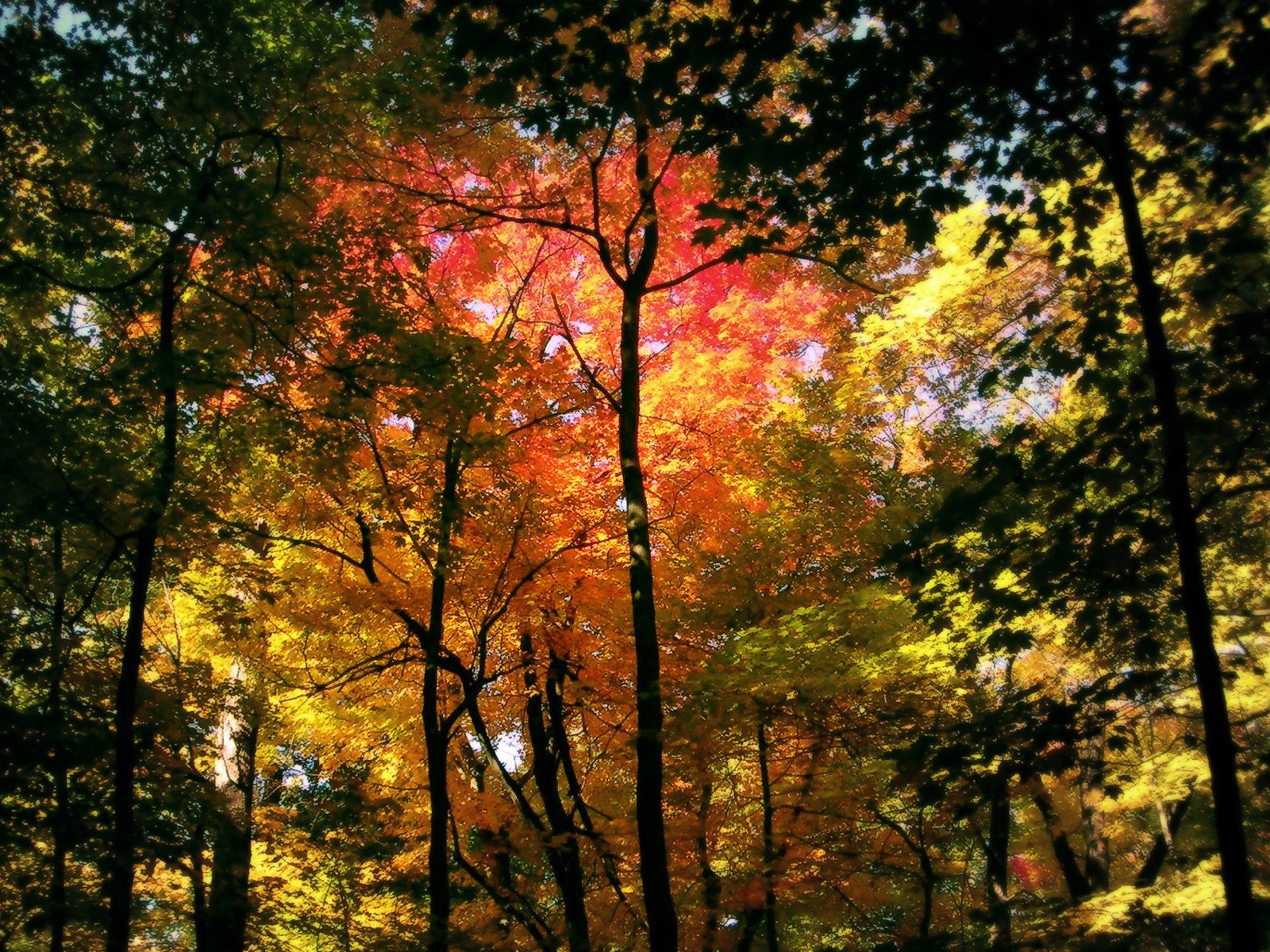 forest tree autumn trunks leave