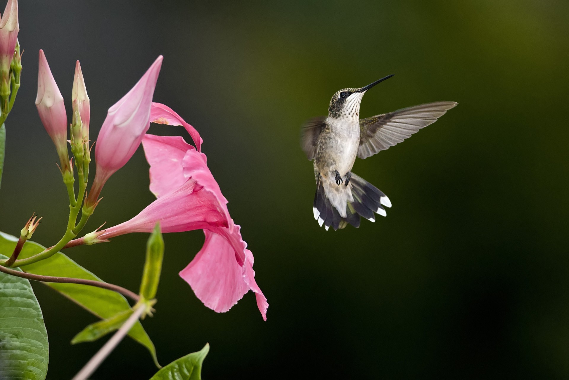 birds flower hummingbird blur