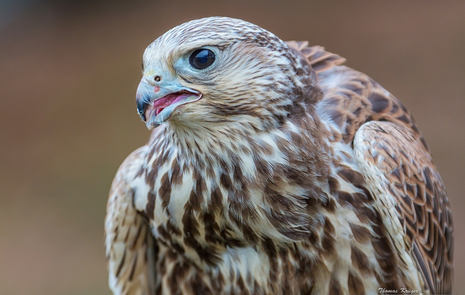 halcón aves