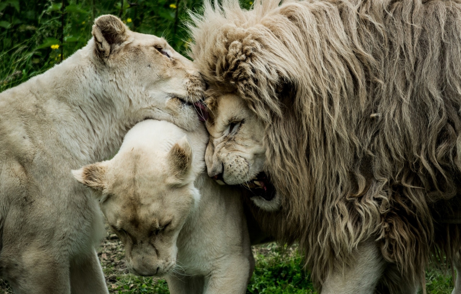 löwen liebe löwin mähne könig der tiere löwe