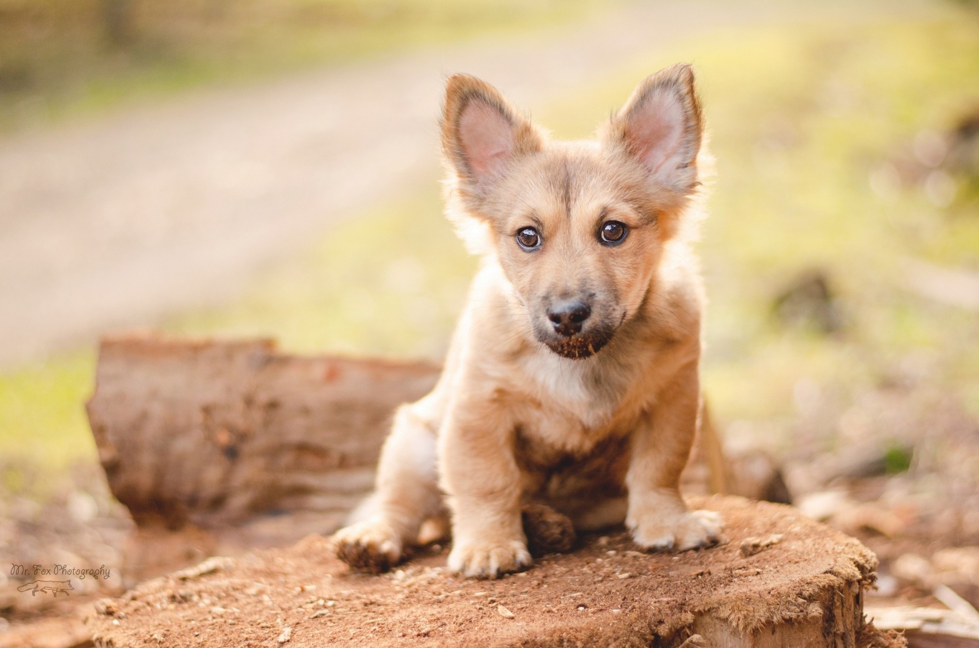 dog puppy welsh corgi