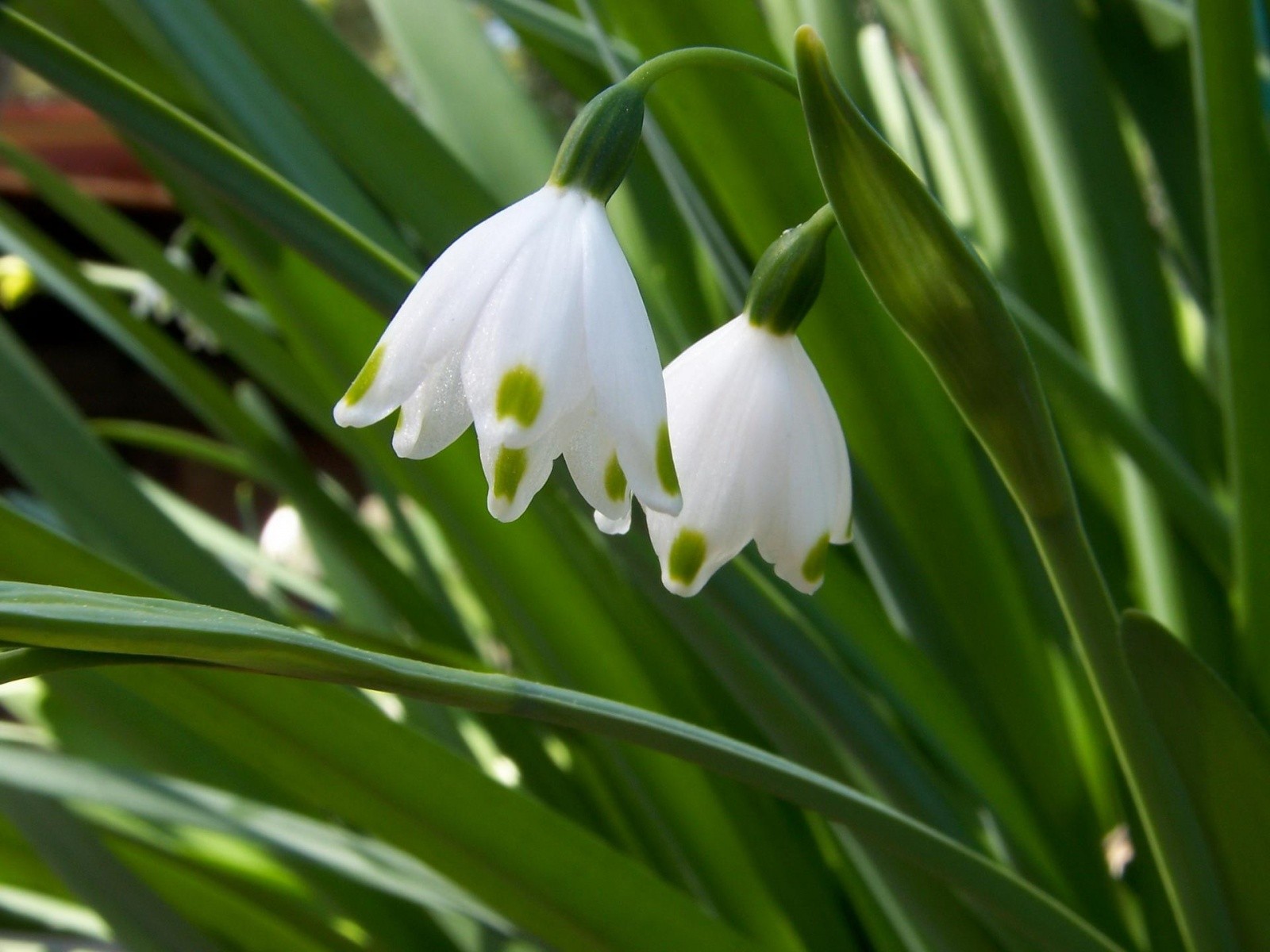 primavera fiori verde