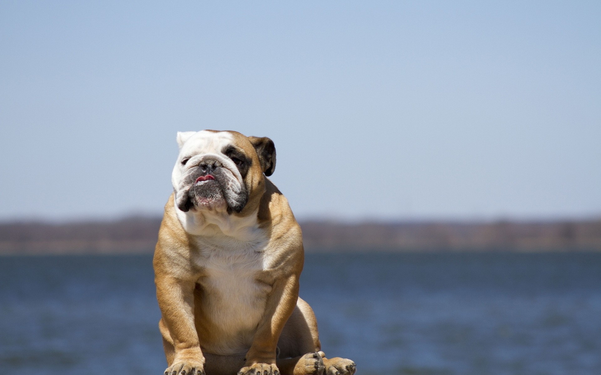 sfondo cane bulldog inglese