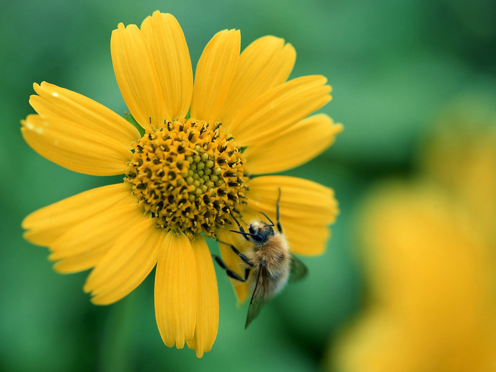 abeille fleur jaune frais