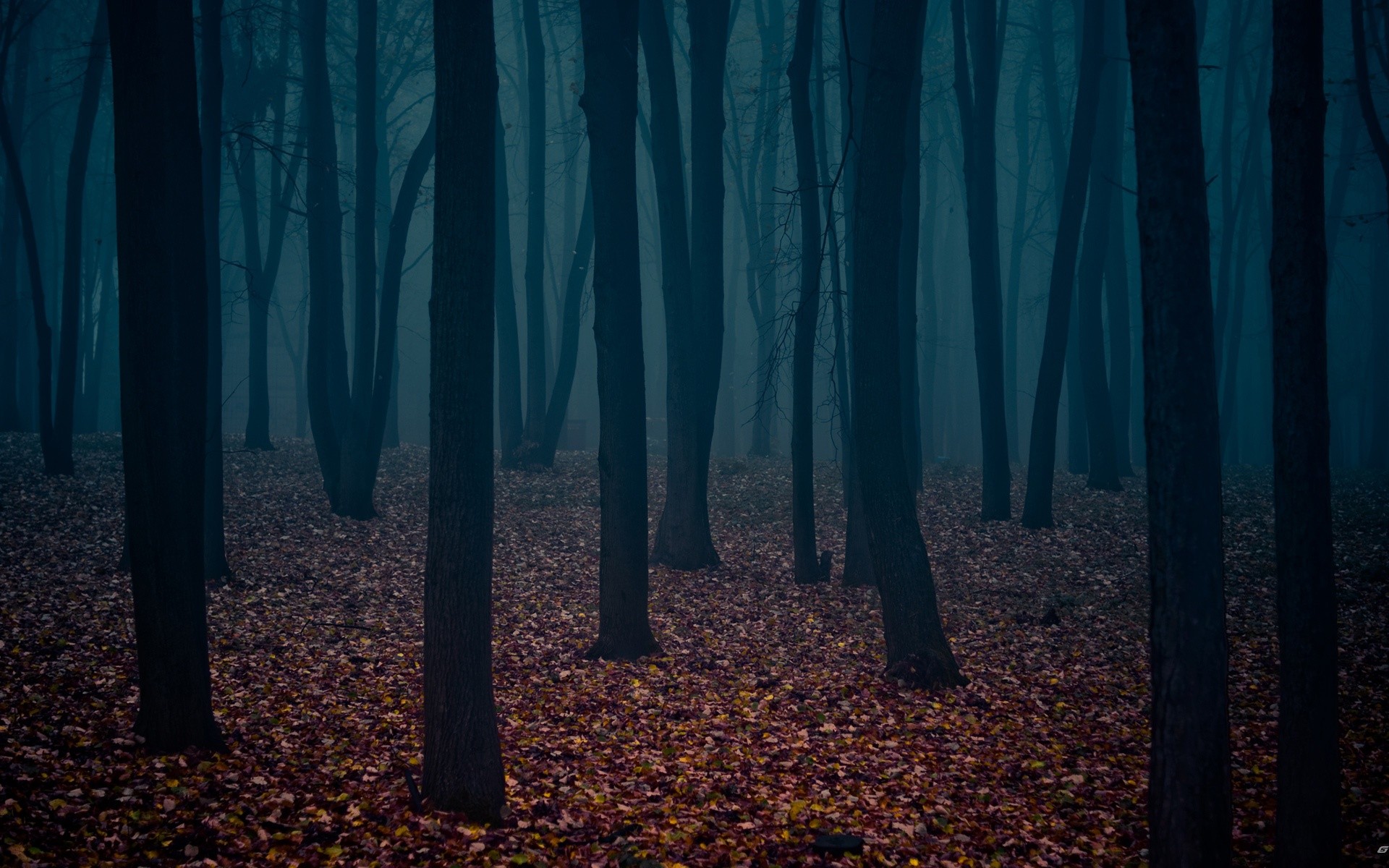 dark forest leaves trunk