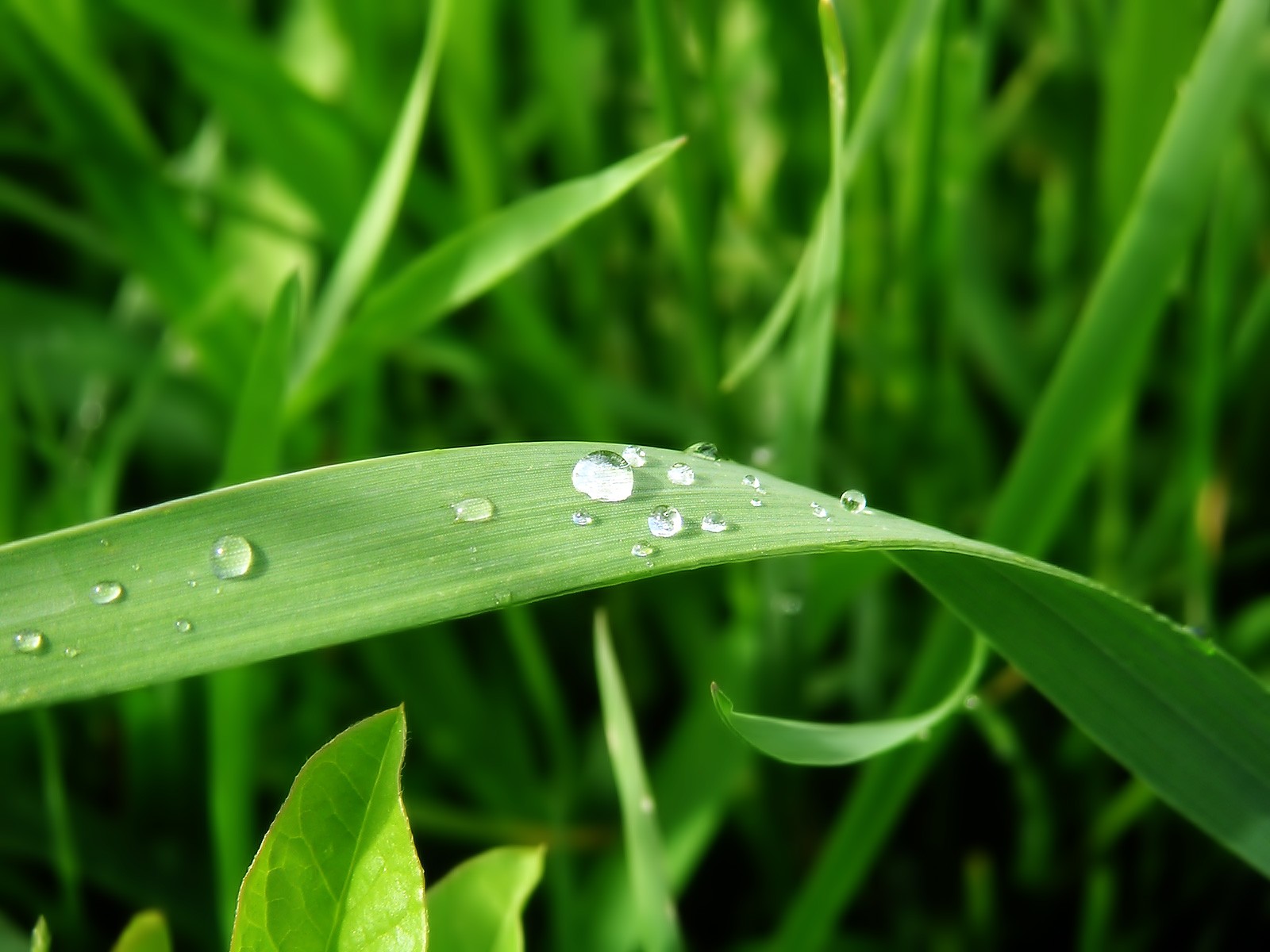 verdes hojas gotas