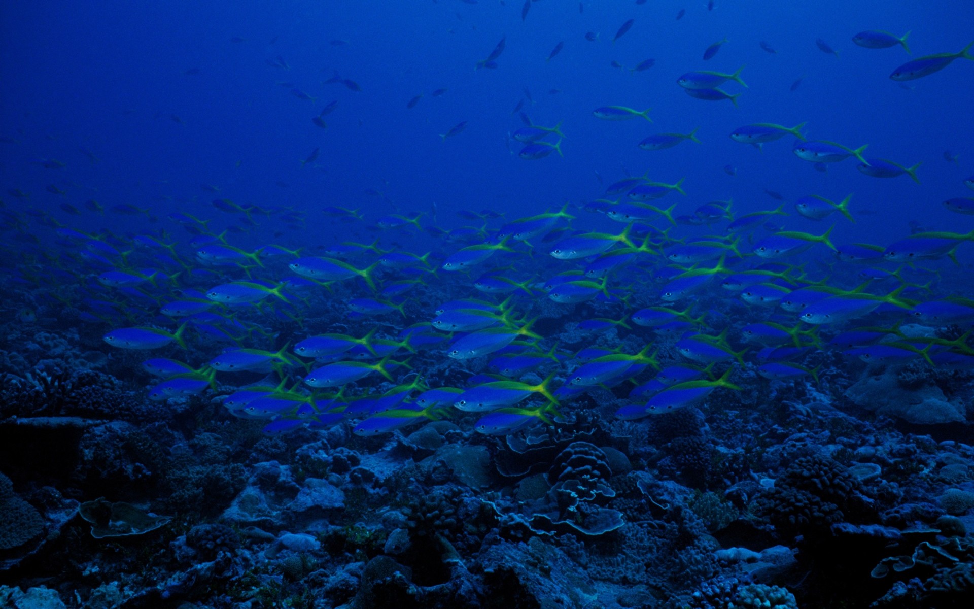 océan eau poissons