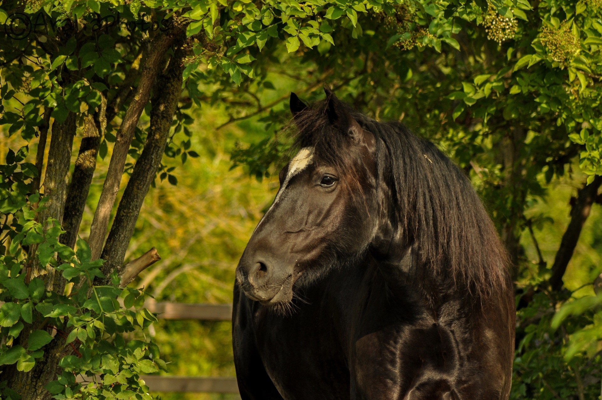 cavallo pecore