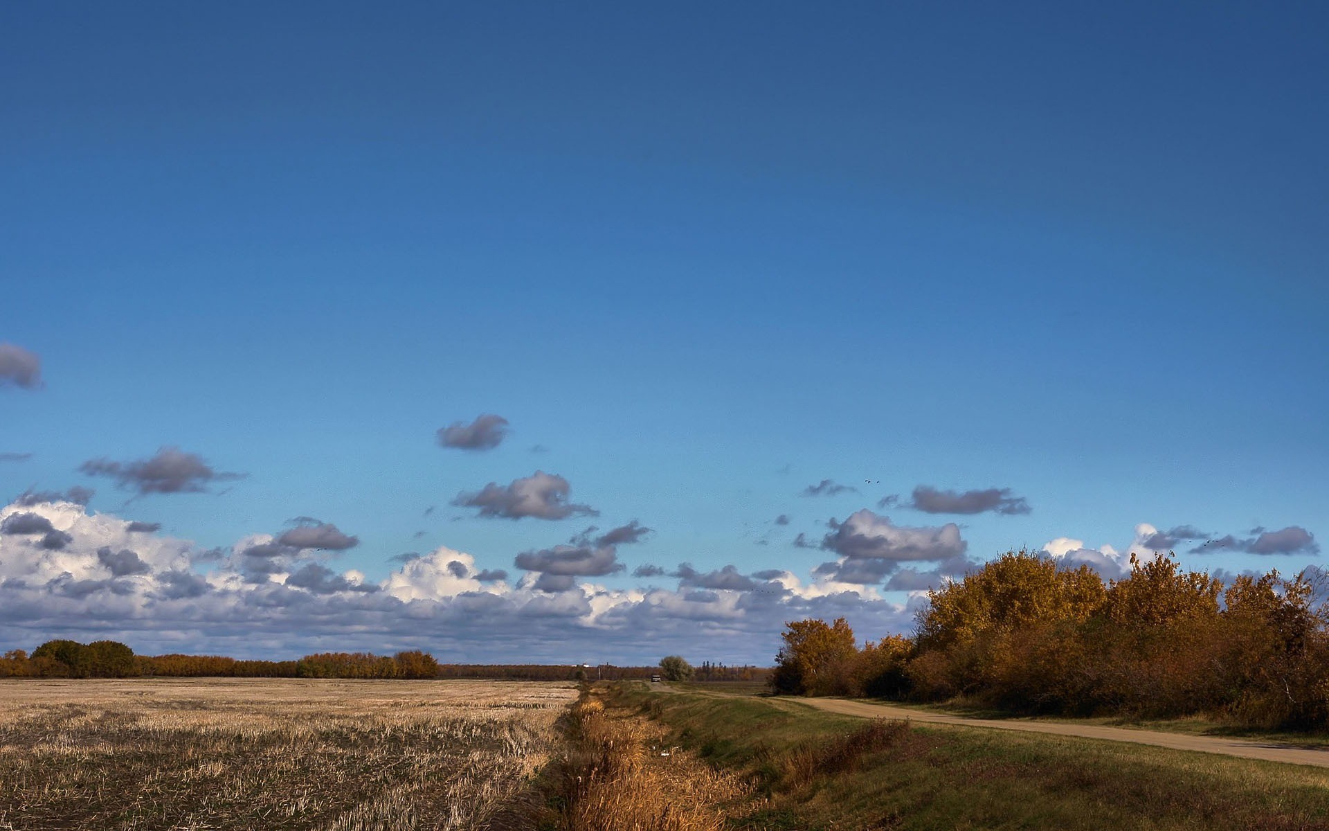 campo árboles nubes