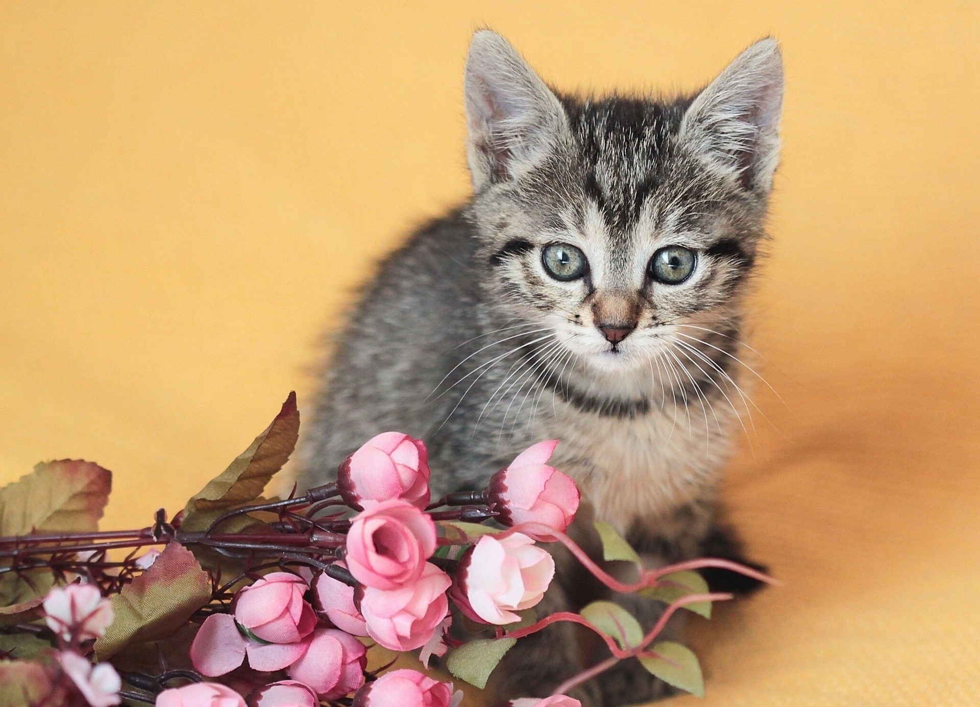 chat enfant fleurs