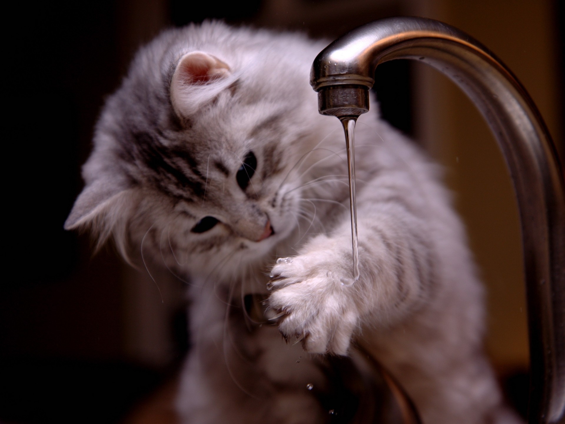 cat grey valve. paw water