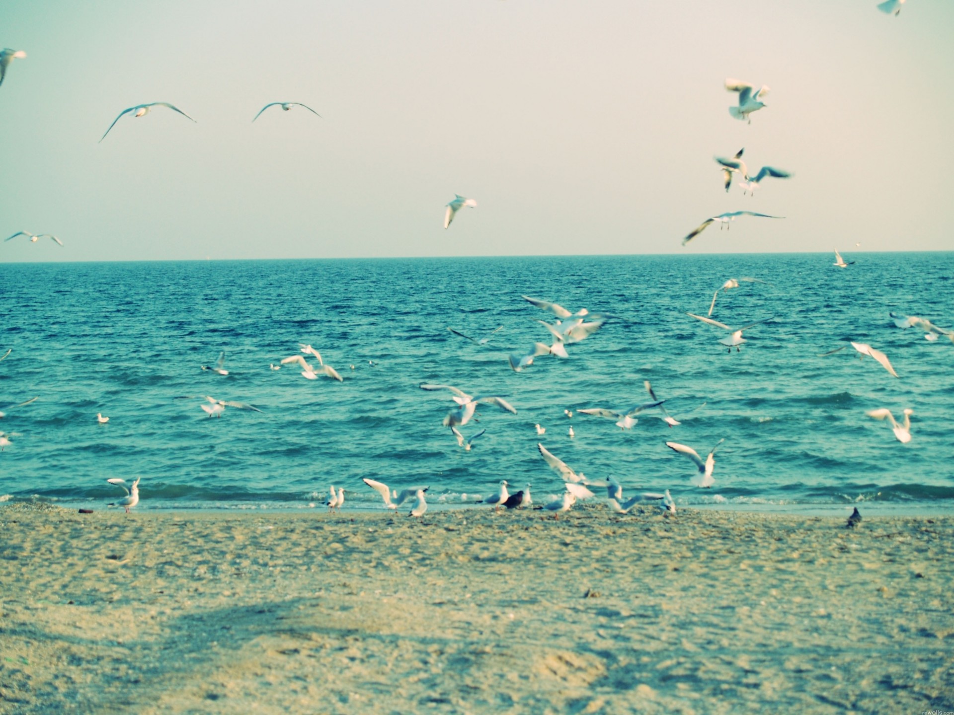 wave sea sand beach gull