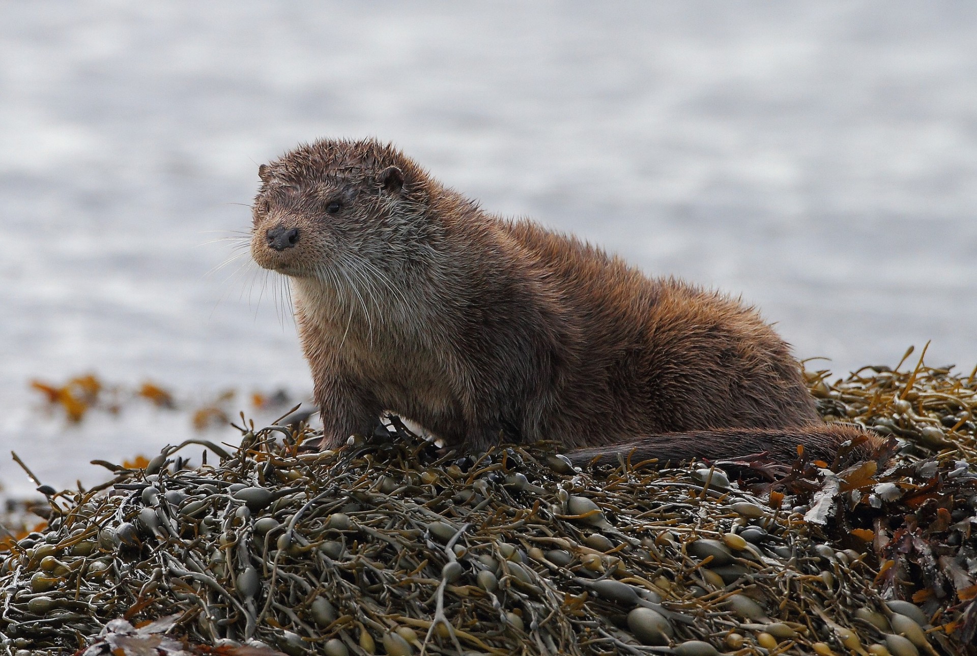 loutre rivière