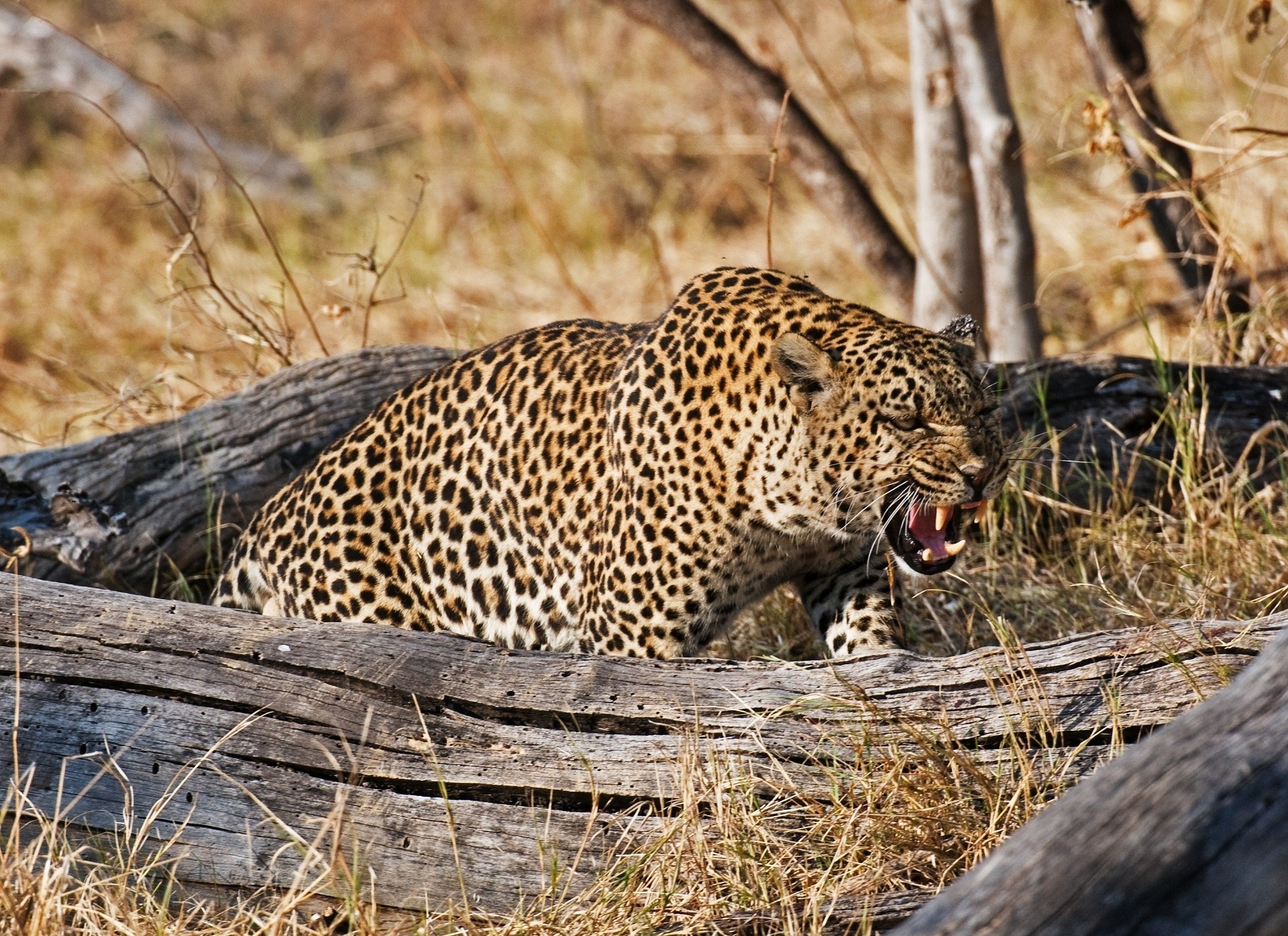 wut wut leopard mund eckzähne wildkatze tiere