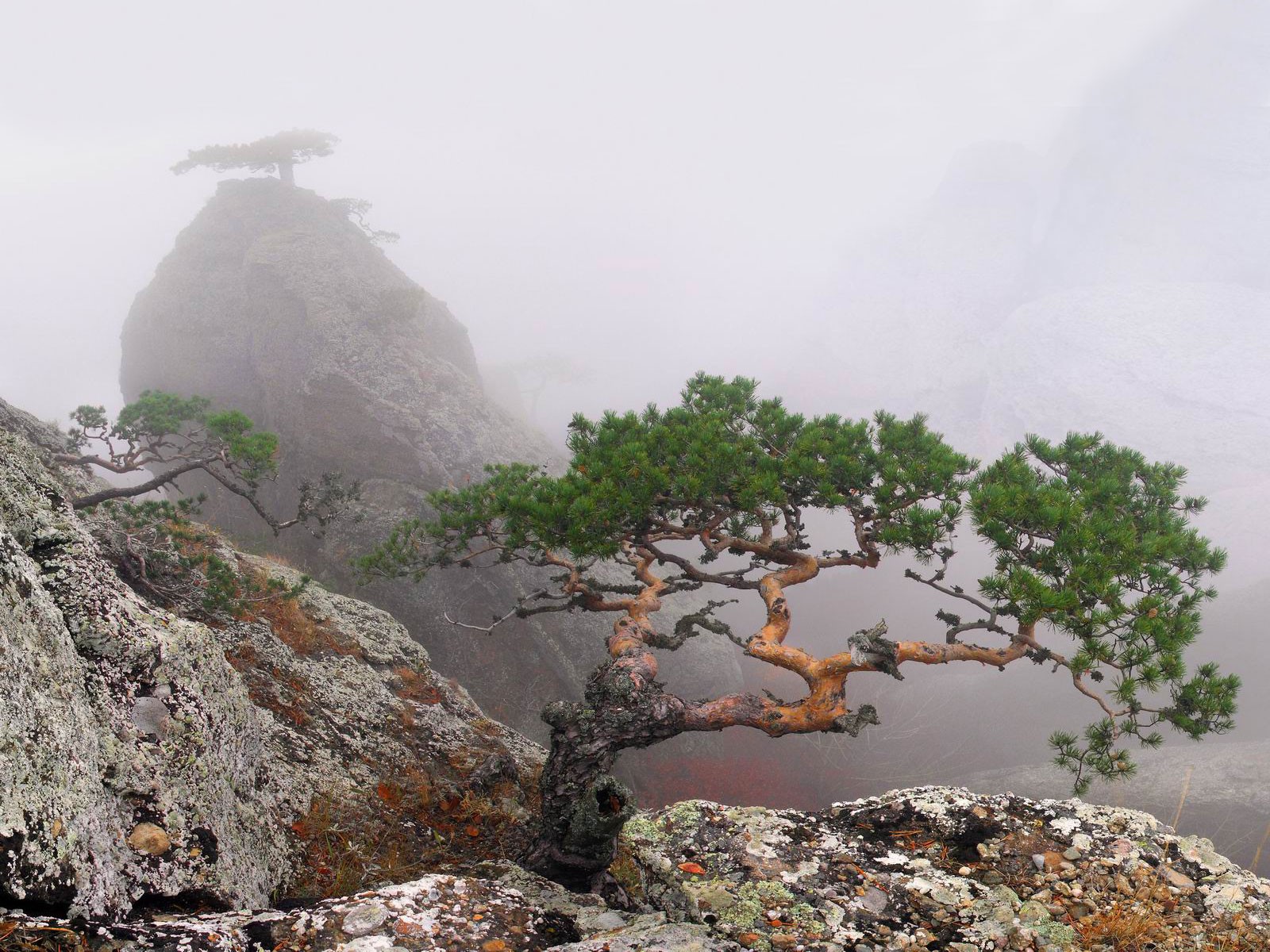 crimée été roche brouillard arbres