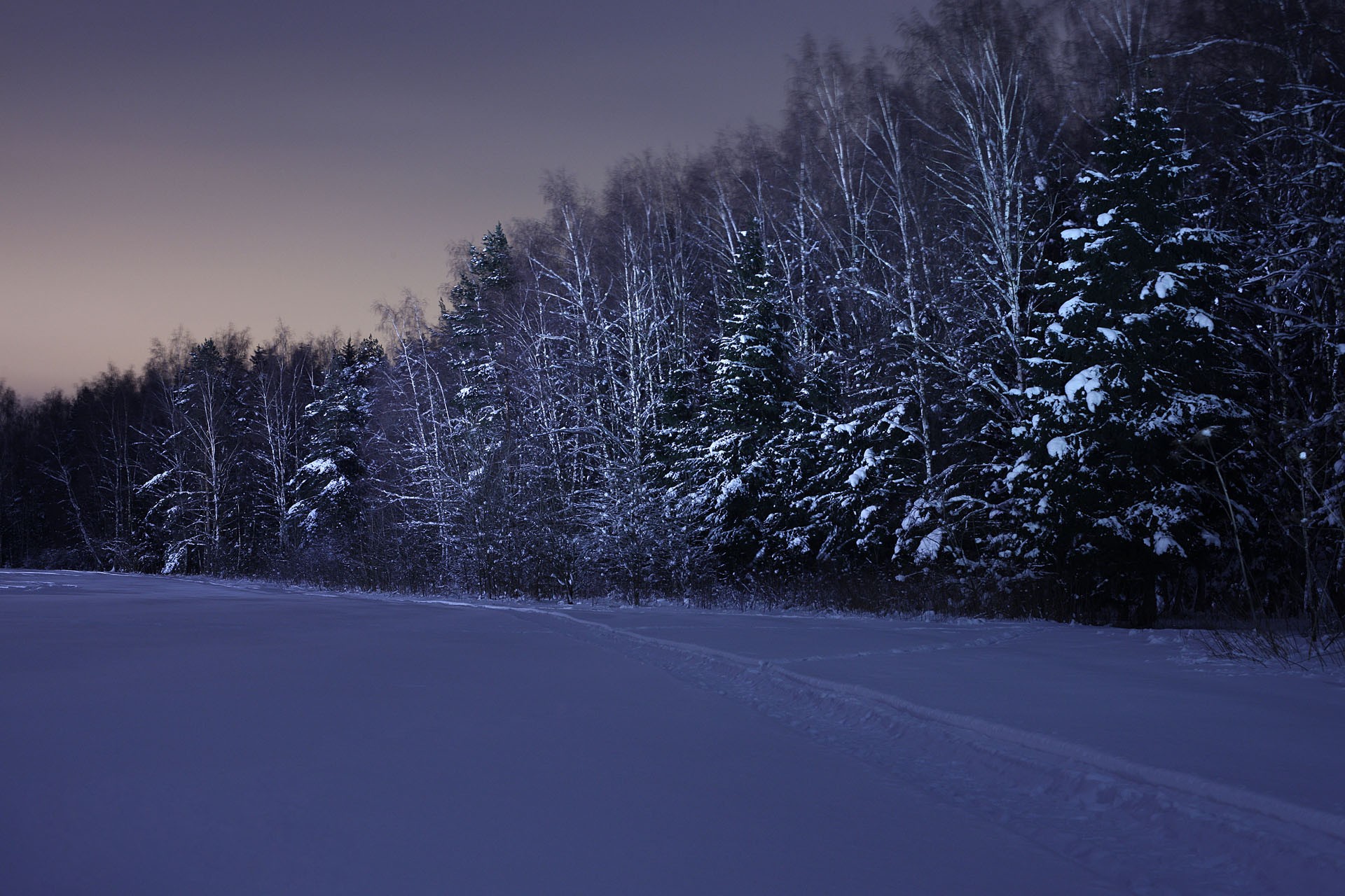 night winter snow forest