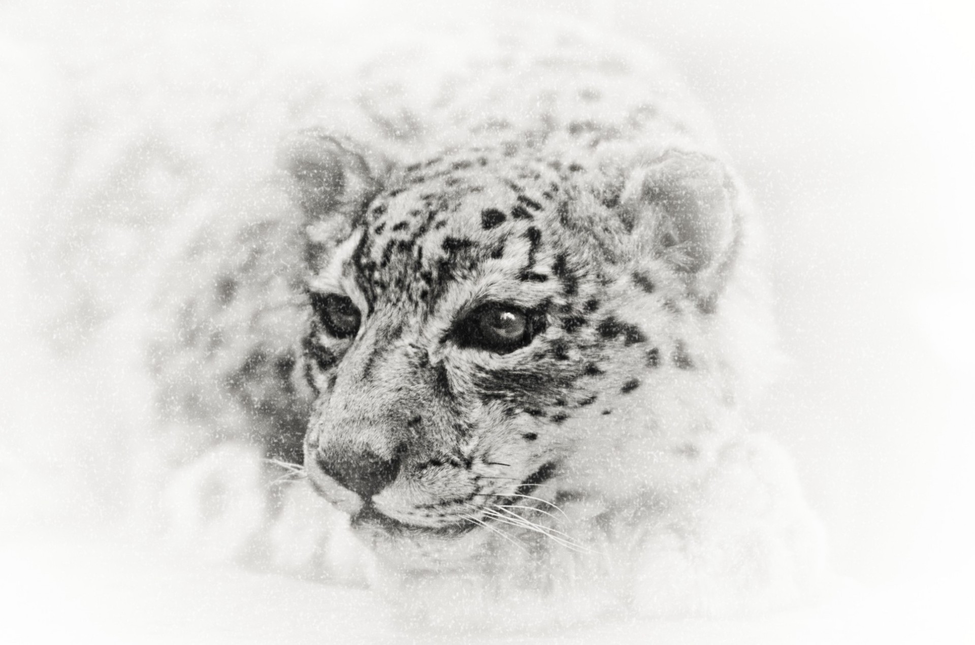 grafik schnee leopard monochrom abbildung tiere