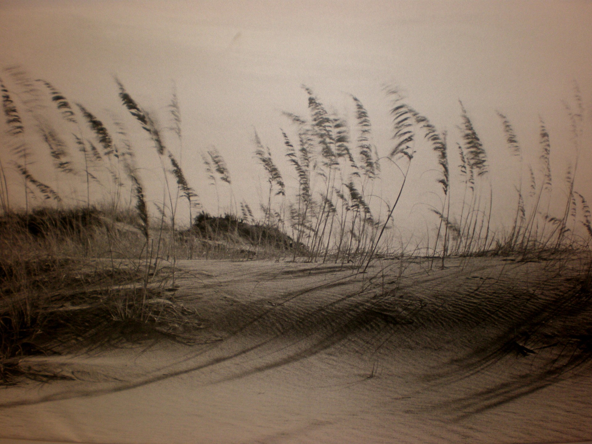 grass sand sepia