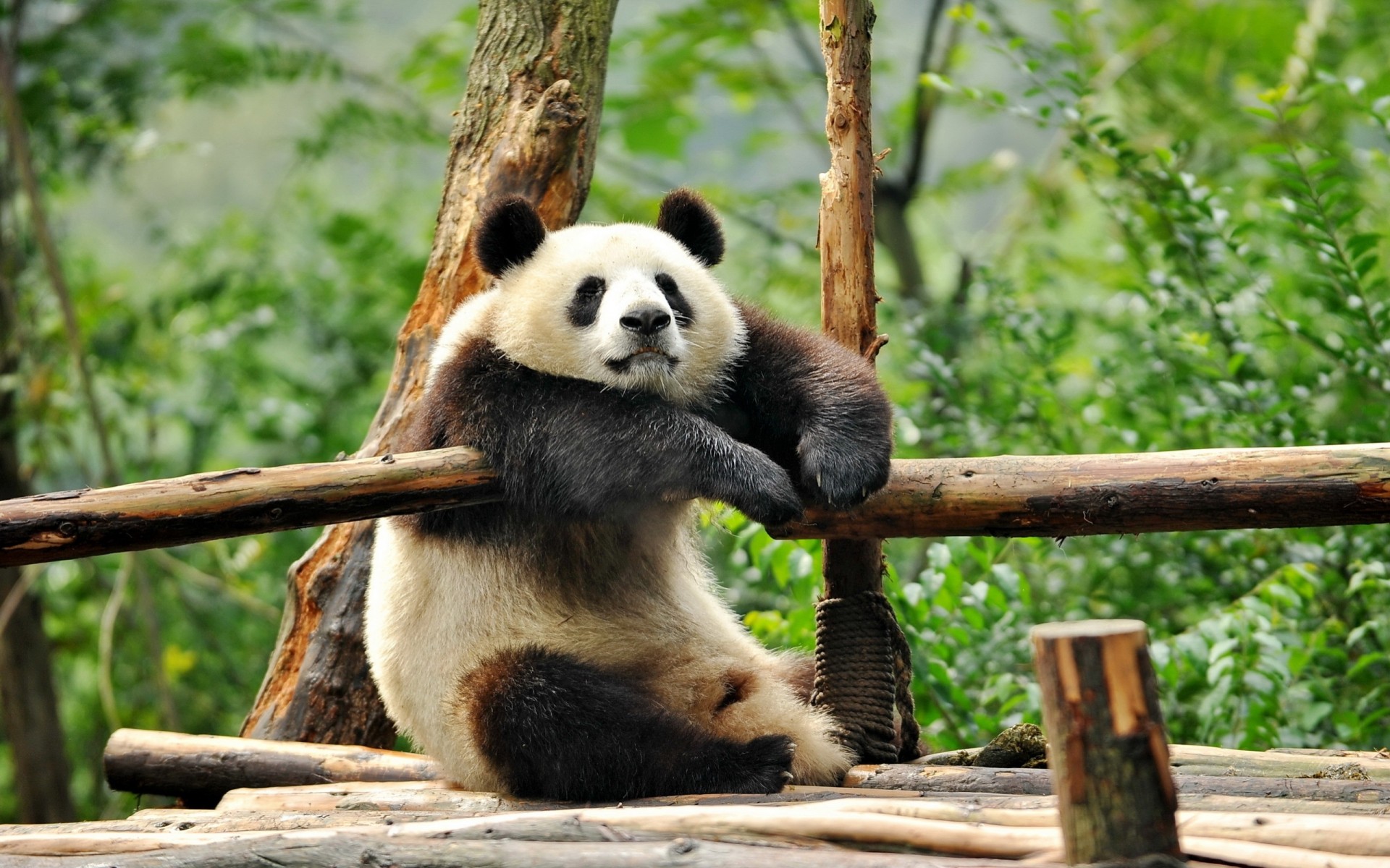 repos panda