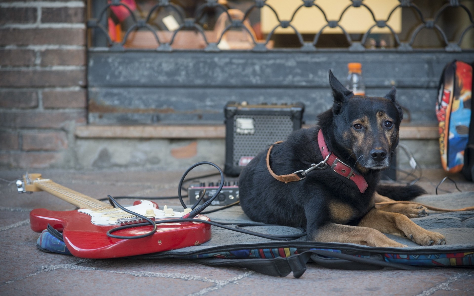 rue chien guitare