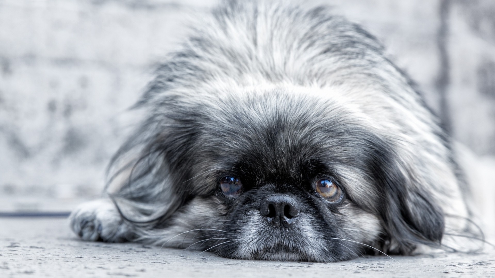 chien pékinois vue cheval de shire tristesse