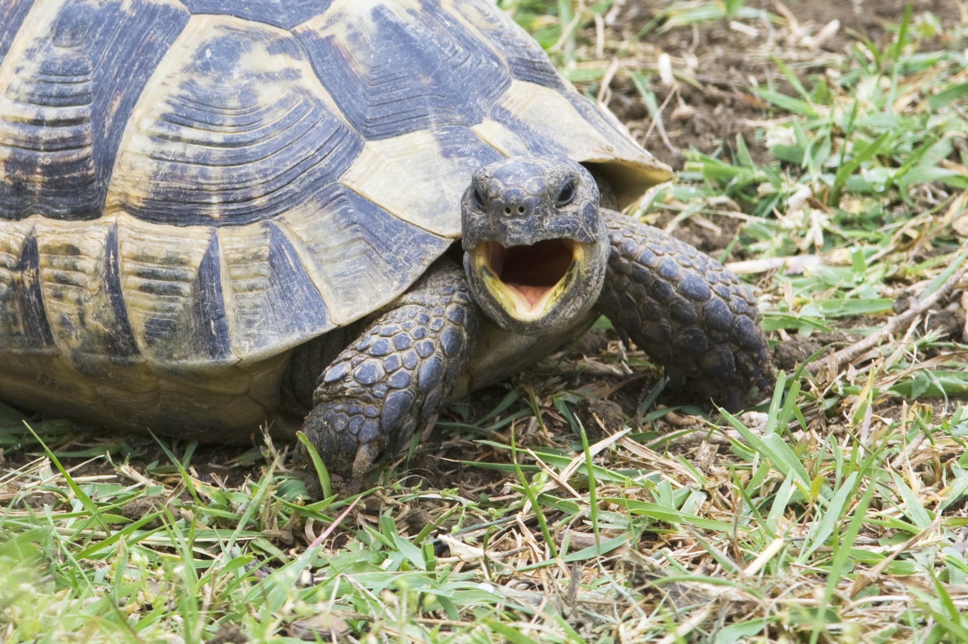 turtle grass cry anger