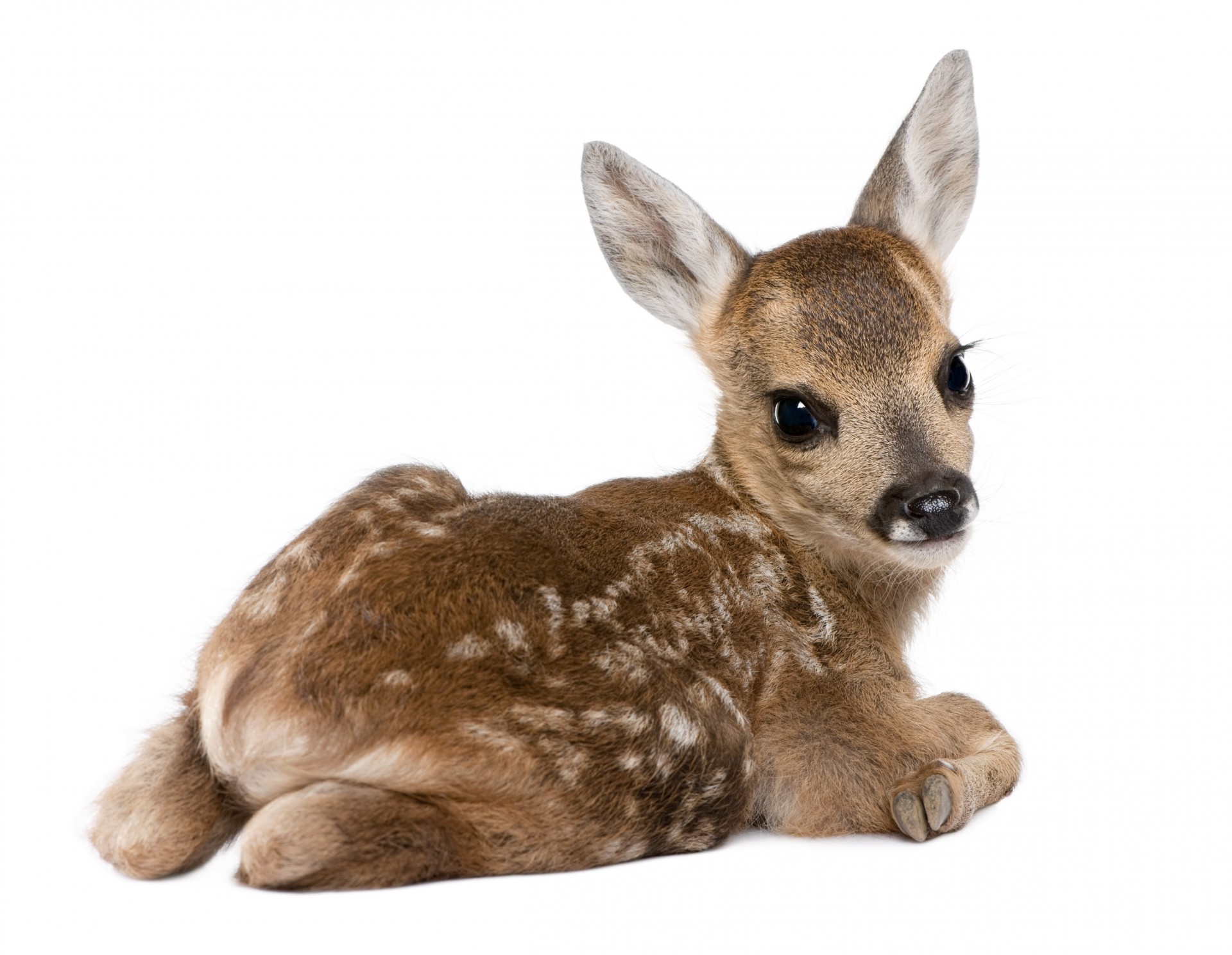 baby white background reindeer