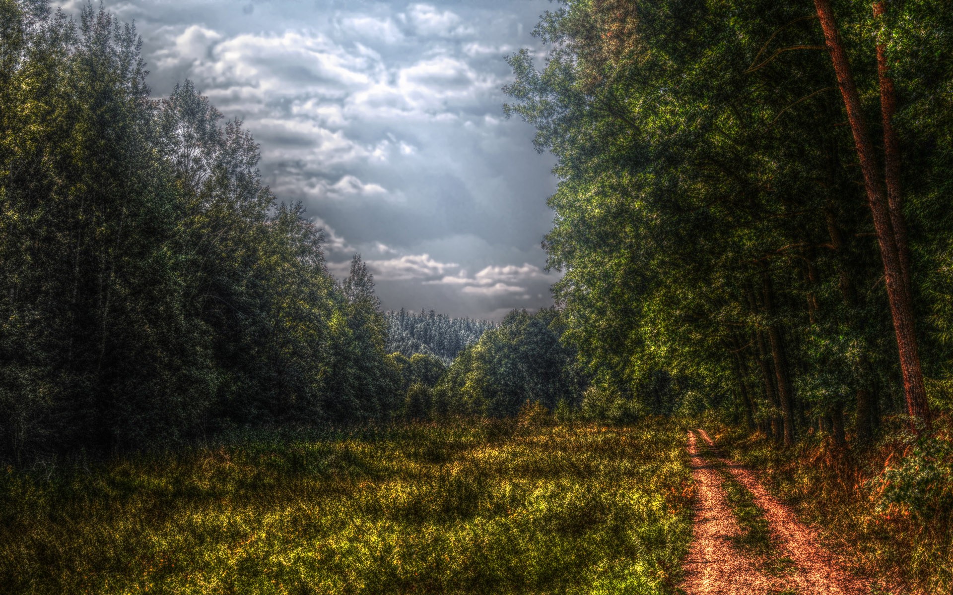 forêt route loin