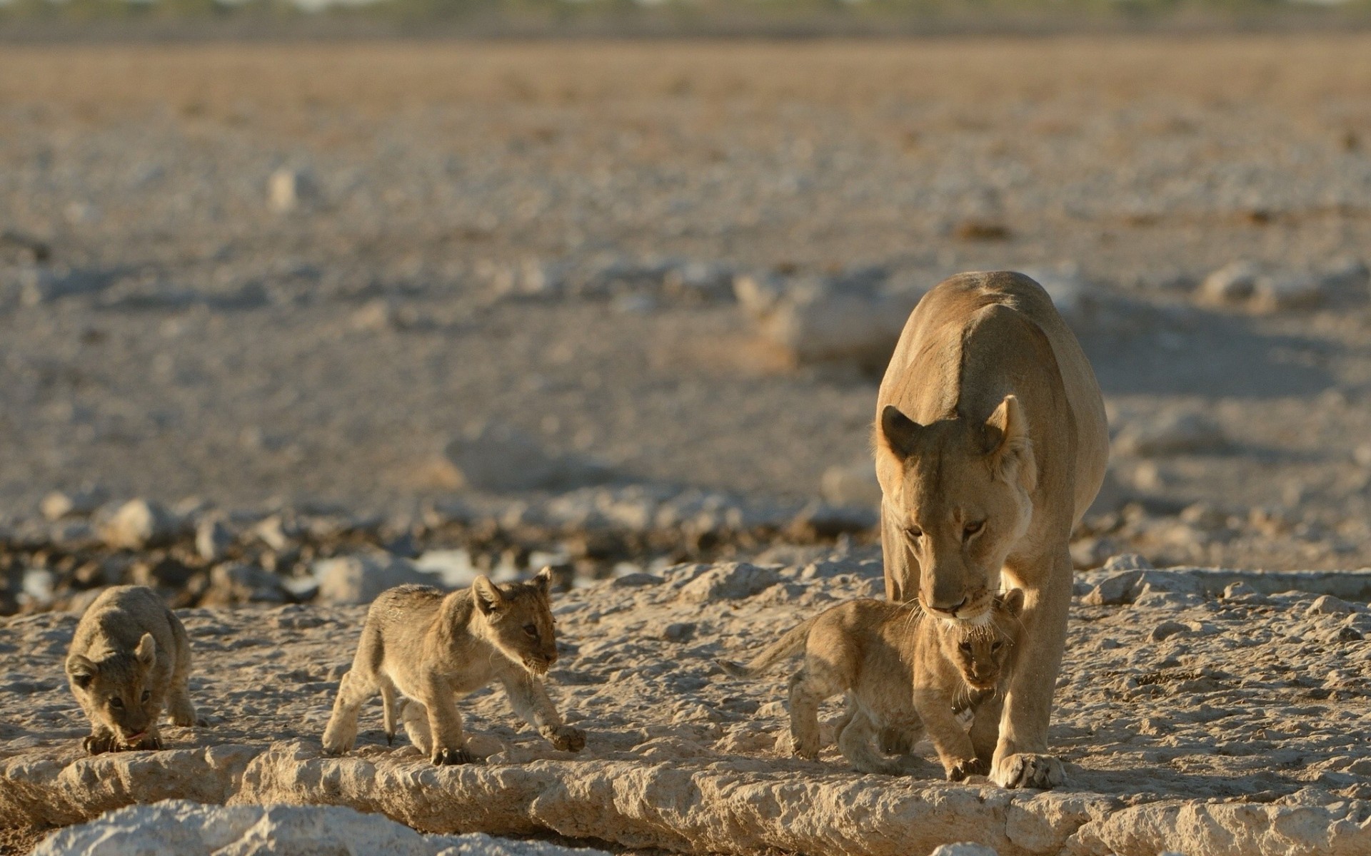 lions maternité lionne bébés lionceaux chatons