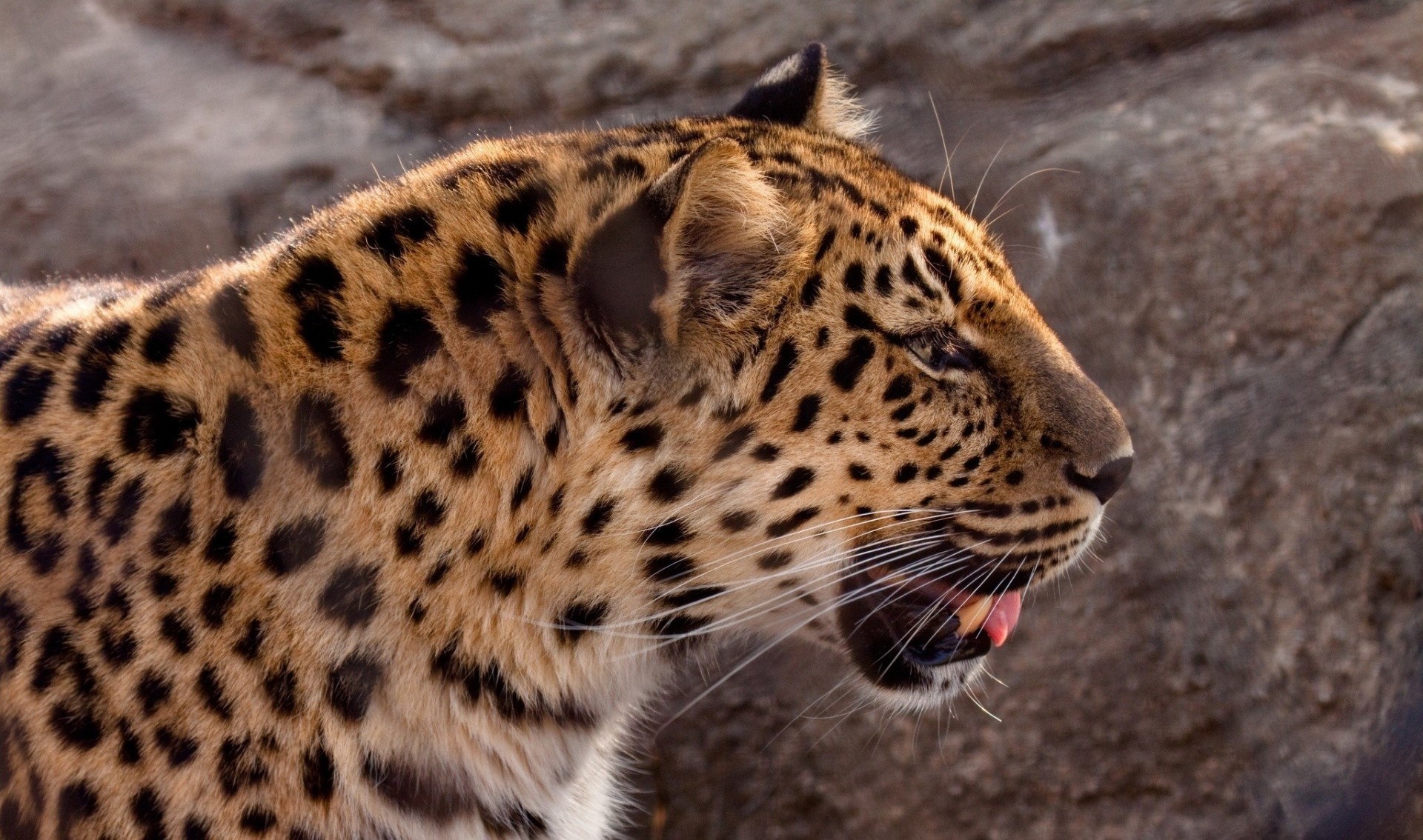 дикая кошка зубы амурский леопард леопард