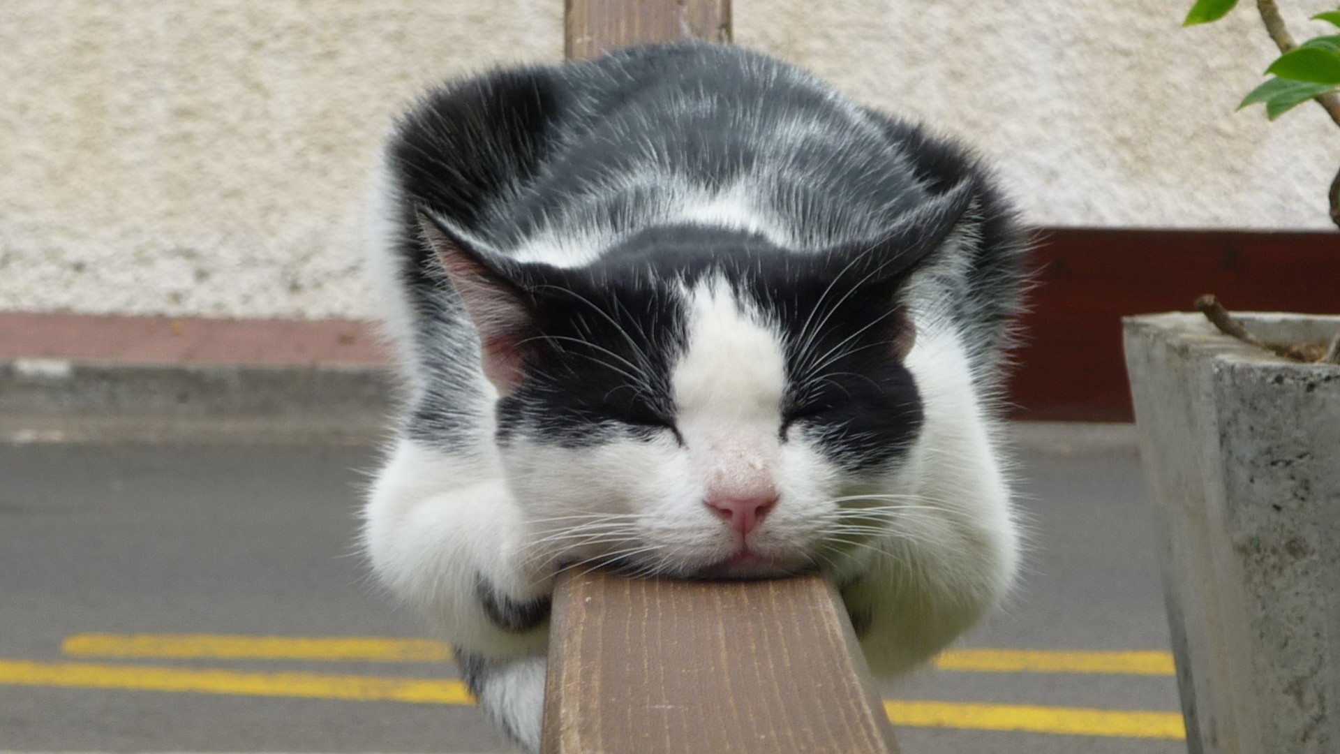 dormire riposo recinzione gatto