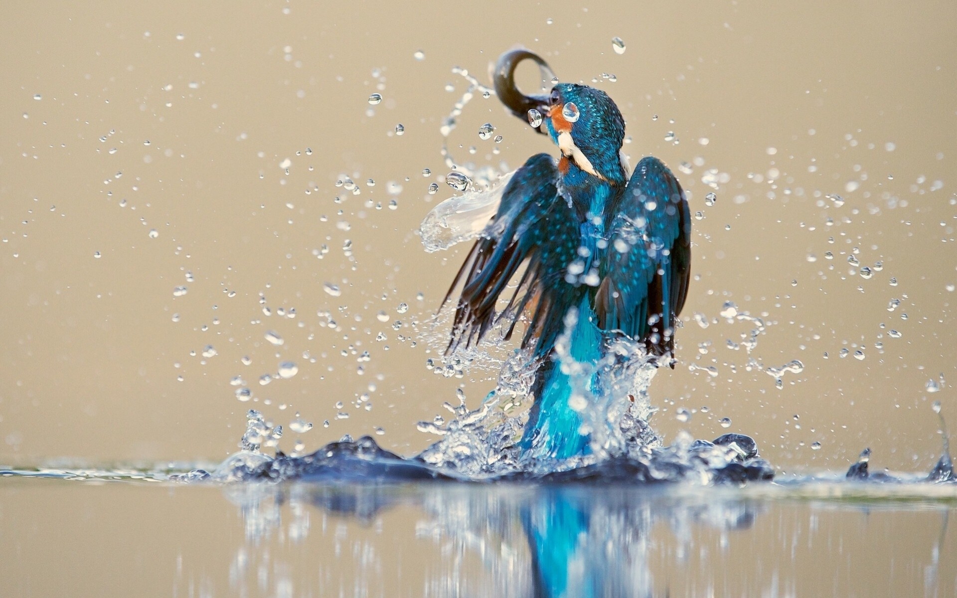 birds catch balloon kingfisher water