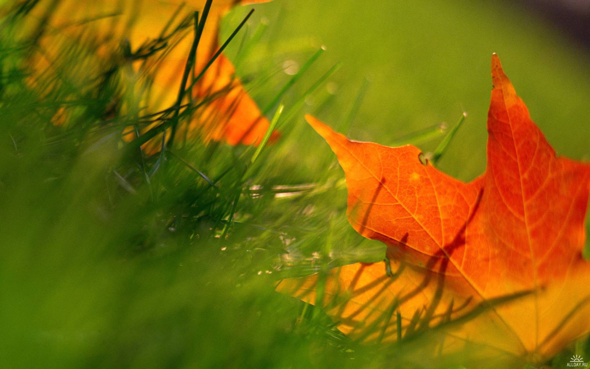 automne feuilles herbe