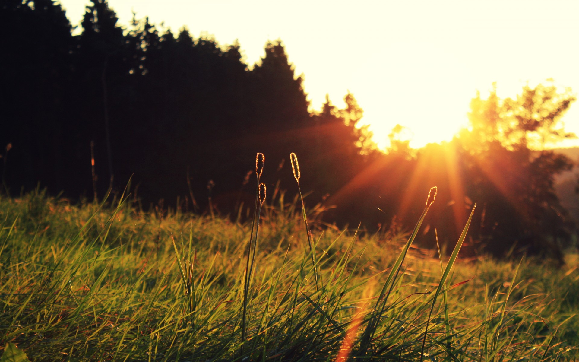 coucher de soleil soleil herbe