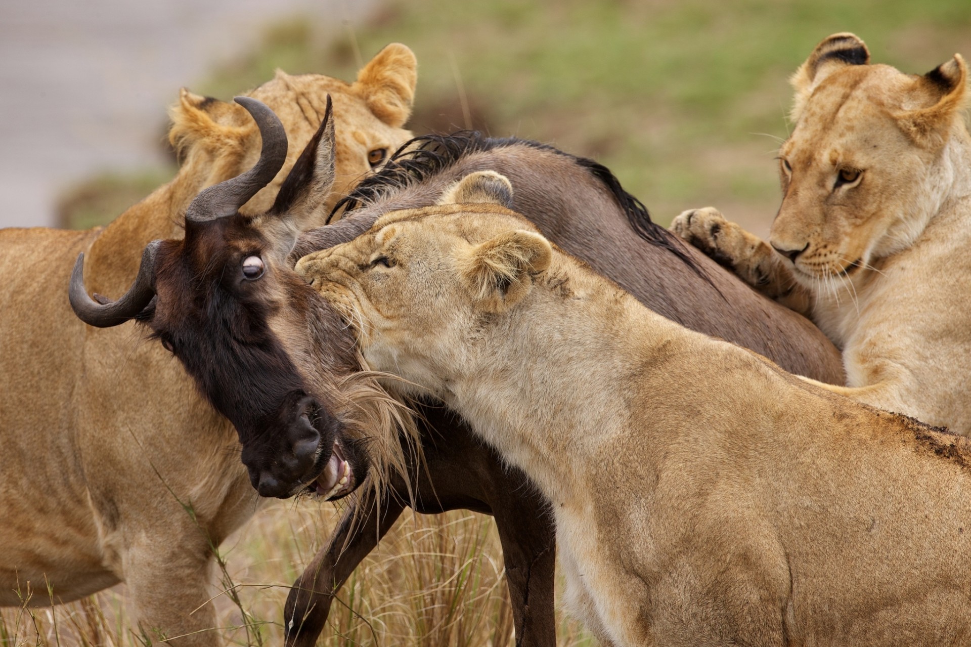 leones presa caza antílopes