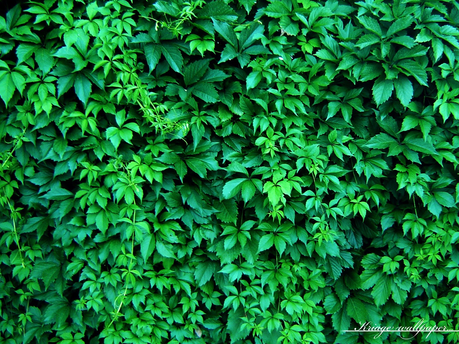 trauben reben zaun laub grün hecke