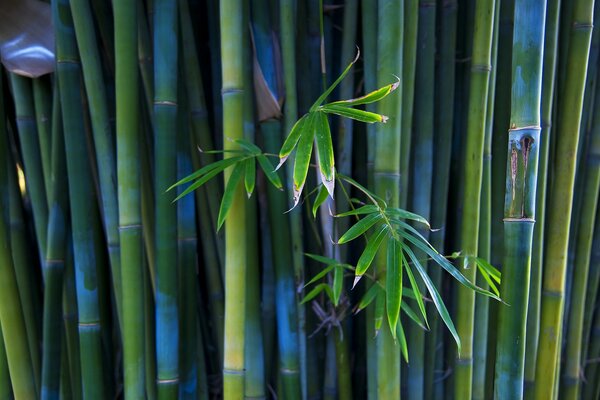 Bambusstämme sind grün blau