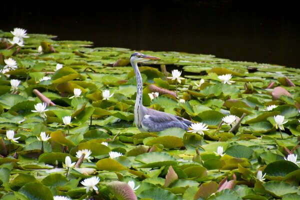 Grey heron in flowering water lilies