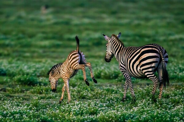 Das Zebra und ihr ungezogenes Baby auf dem grünen Rasen