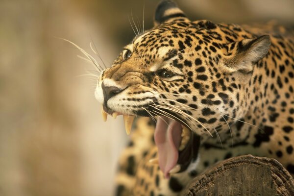 Crocs de chat sauvage closeup