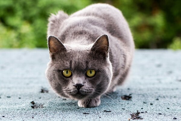 Grey cat with beautiful eyes