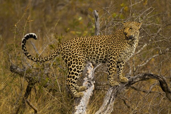 Leopardo nella savana africana