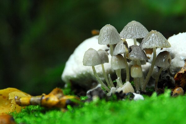 Hongos venenosos en la hierba verde