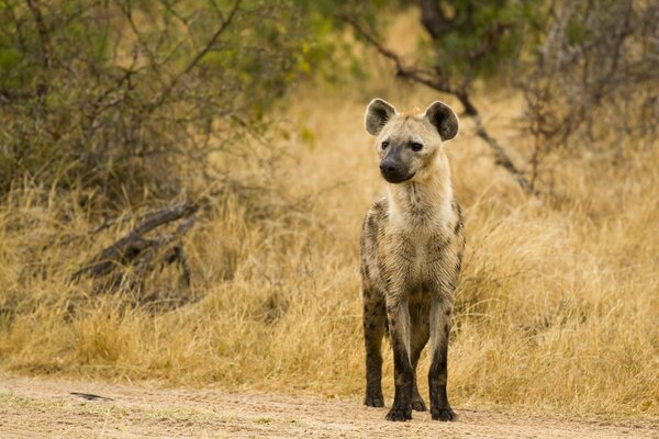 Hyena is standing on the road