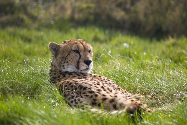 Guépard repose dans l herbe