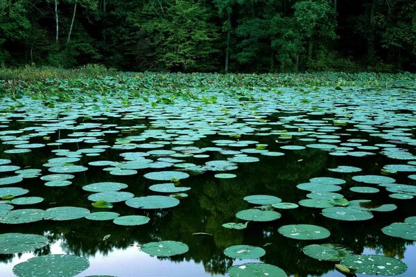 Muchos nenúfares en el pantano