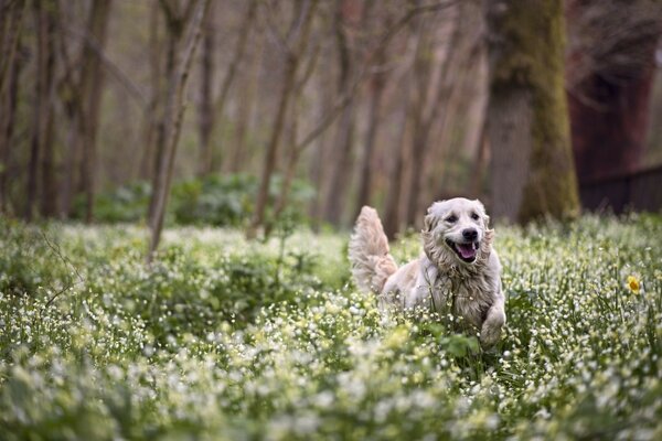 Perro corre por el campo con flores